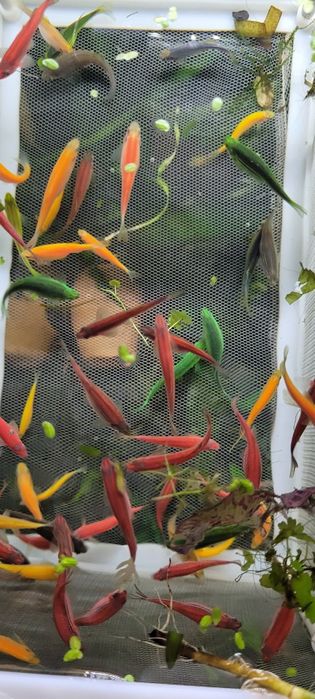 Sprzedam danio pręgowane