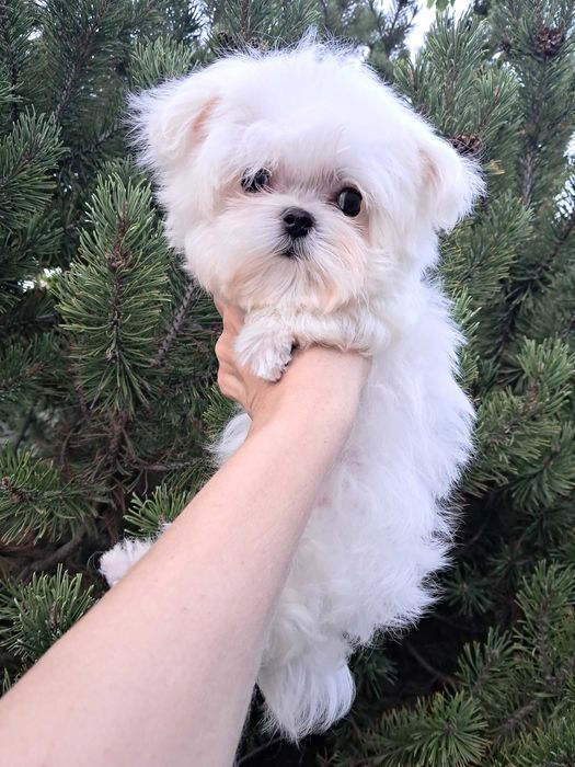 Крохотный мальчик мальтезе в современном корейском типе.