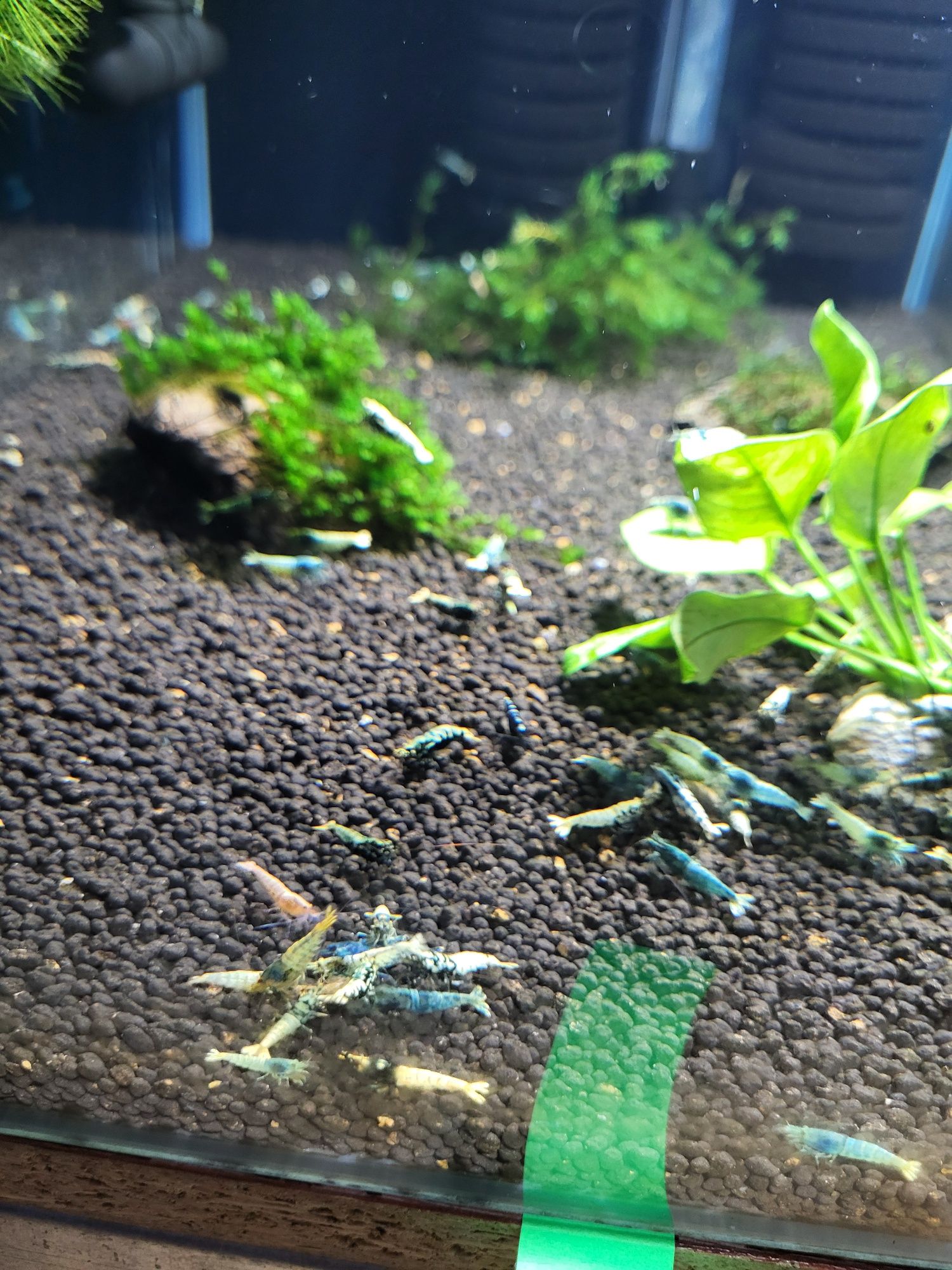 Krewetki caridina Mix po Krewetkach BOA