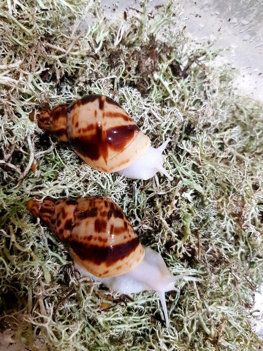 10 гривен Ахатина Ретикулята альбино Улитки, Равлики