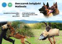 Rewir Wadery (1995) - owczarek belgijski malinois 8 msc