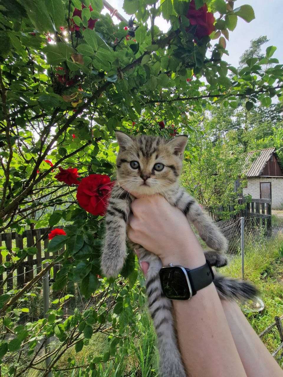 Котик, який наповнить ваше життя радістю!