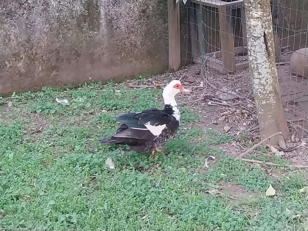 Vendo casais adultos - patos mudos caseiros