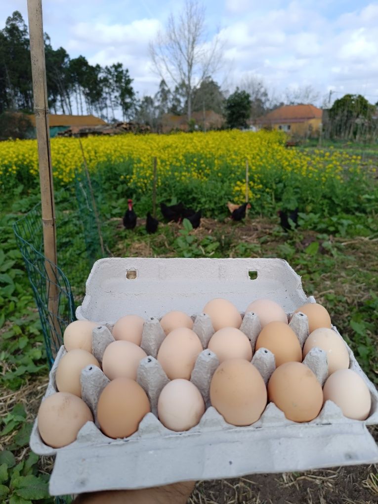Ovos galados, galinha preta lusitânica