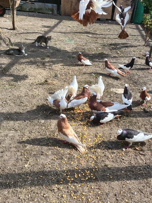 Garłacze siodłate stadko. Rezerwacja