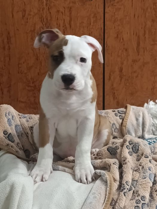 Щенок Американського стафордширского терьера