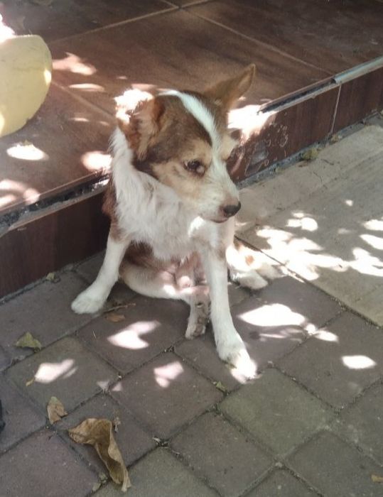 Отдам даром в добрые руки собачку метис маленькой породы