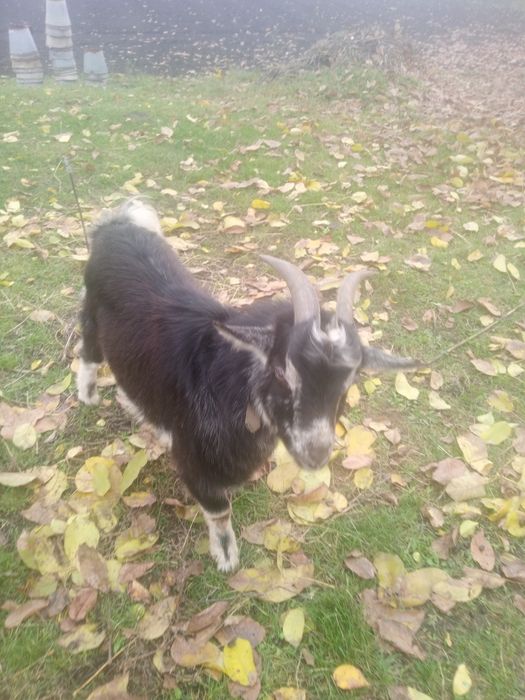 Продам молодого козлика