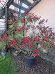 Oleander czerwony duży