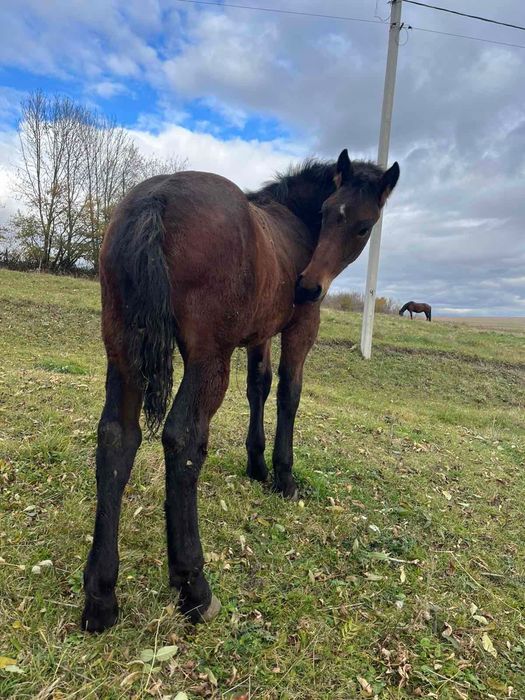 Продається жеребчик по Хілтону
