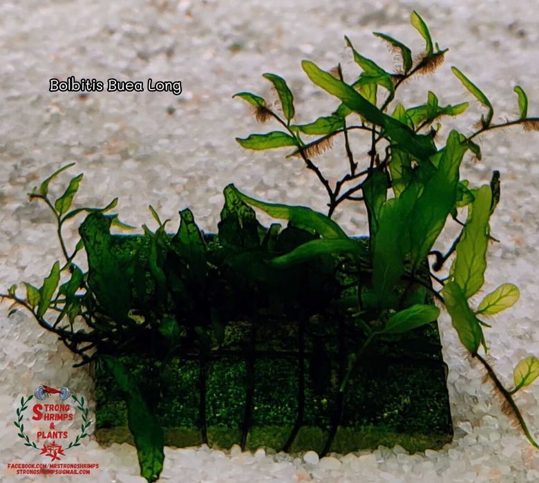 Bolbitis Buea Long Rarytas