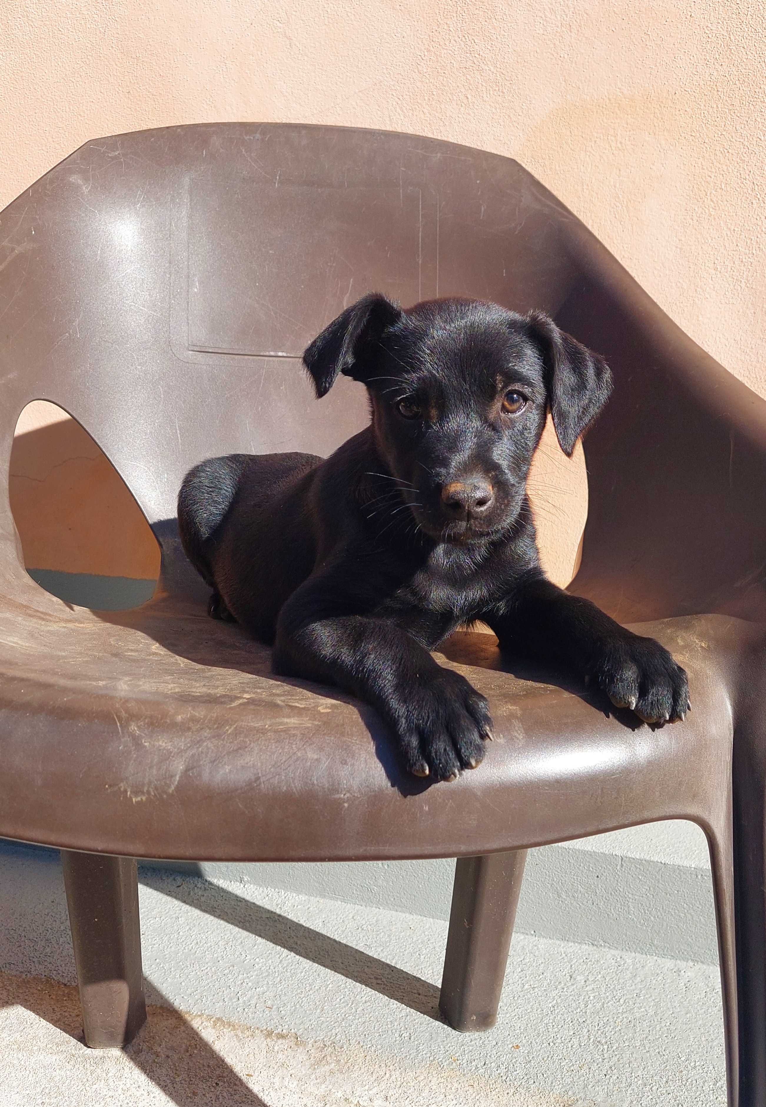 Cães para adoção