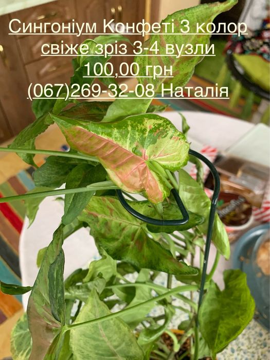 Сансев‘єра види, сансевʼєрія. Сингоніум види.