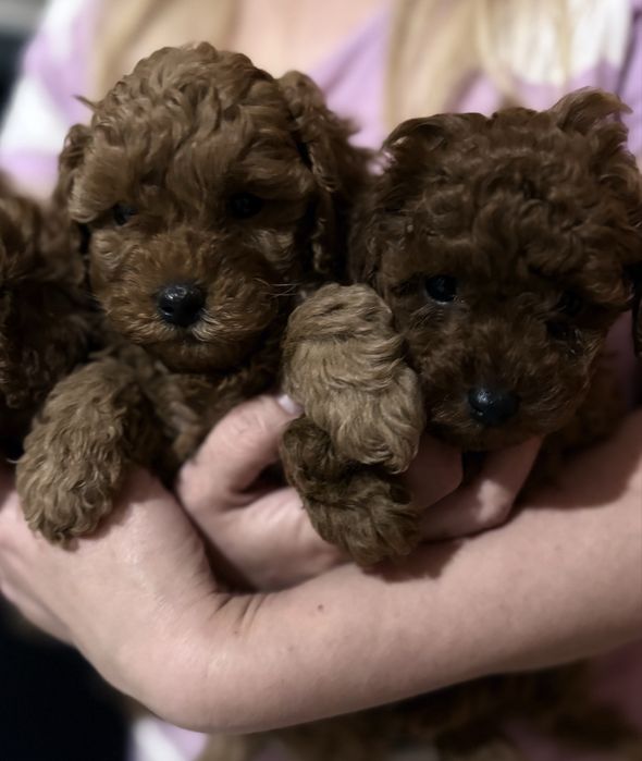 Той пудельки Китай