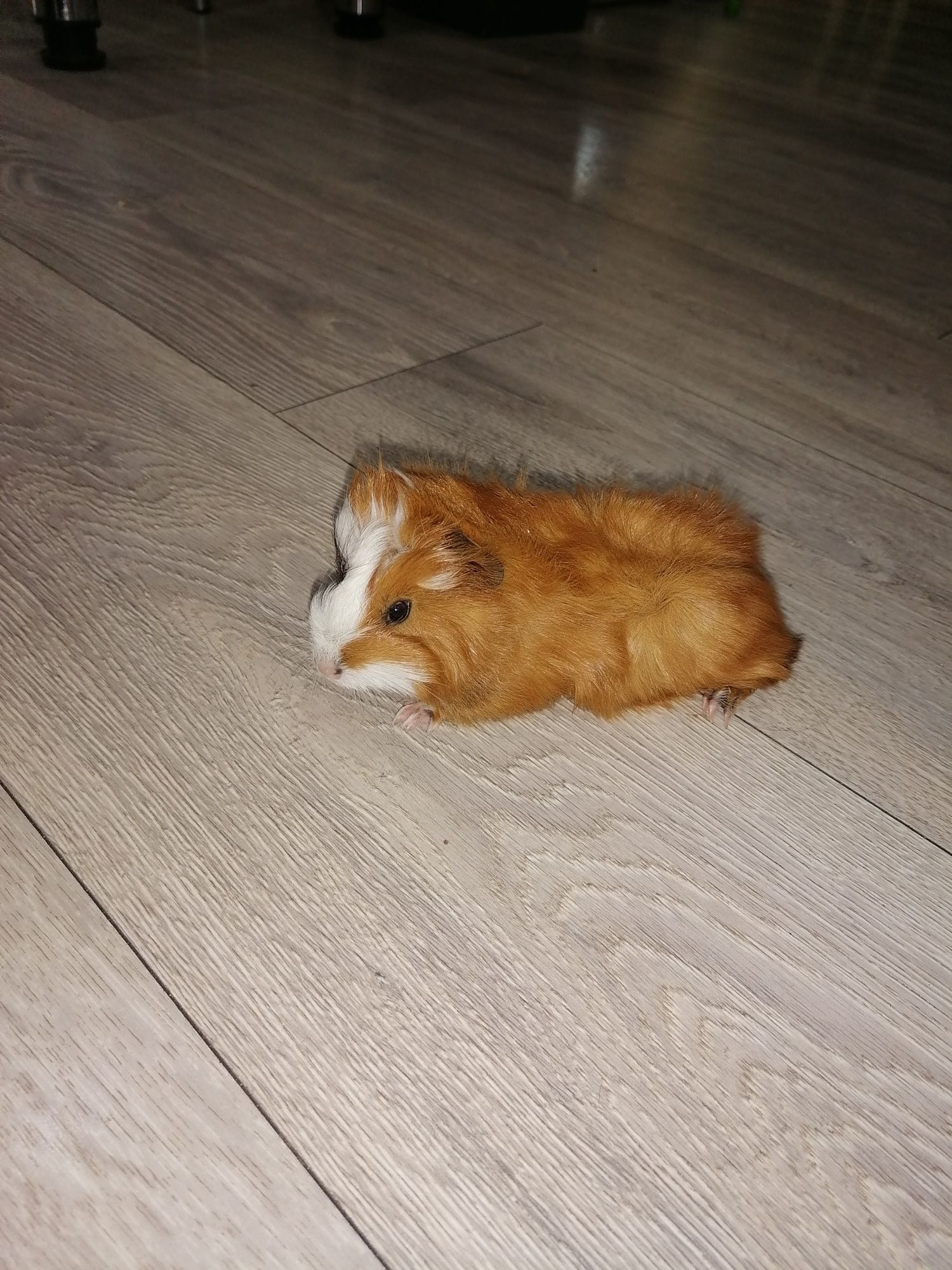 Świnki morskie oswojone