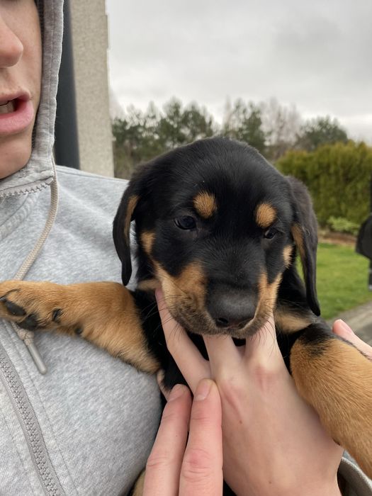 Szczeniaki do oddania