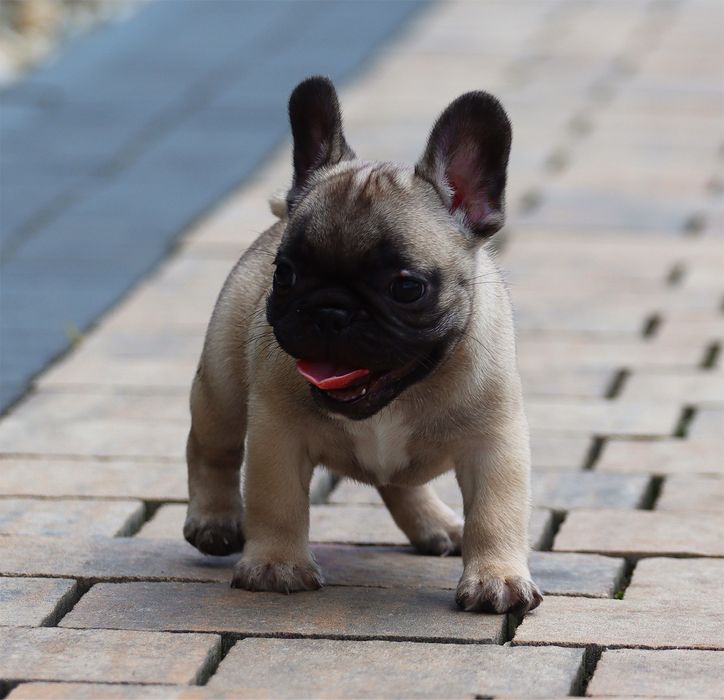 Buldog Francuski dziewczynka na sprzedaż FCI