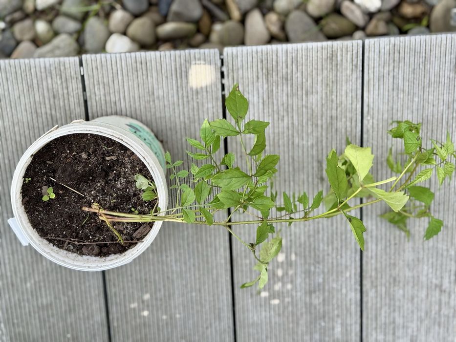Кампсіс помаранчевий 5 років