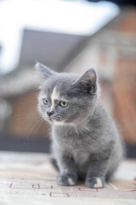 Віддам кошеня Грейсі, 2 міс., дівчинка, вакцинована