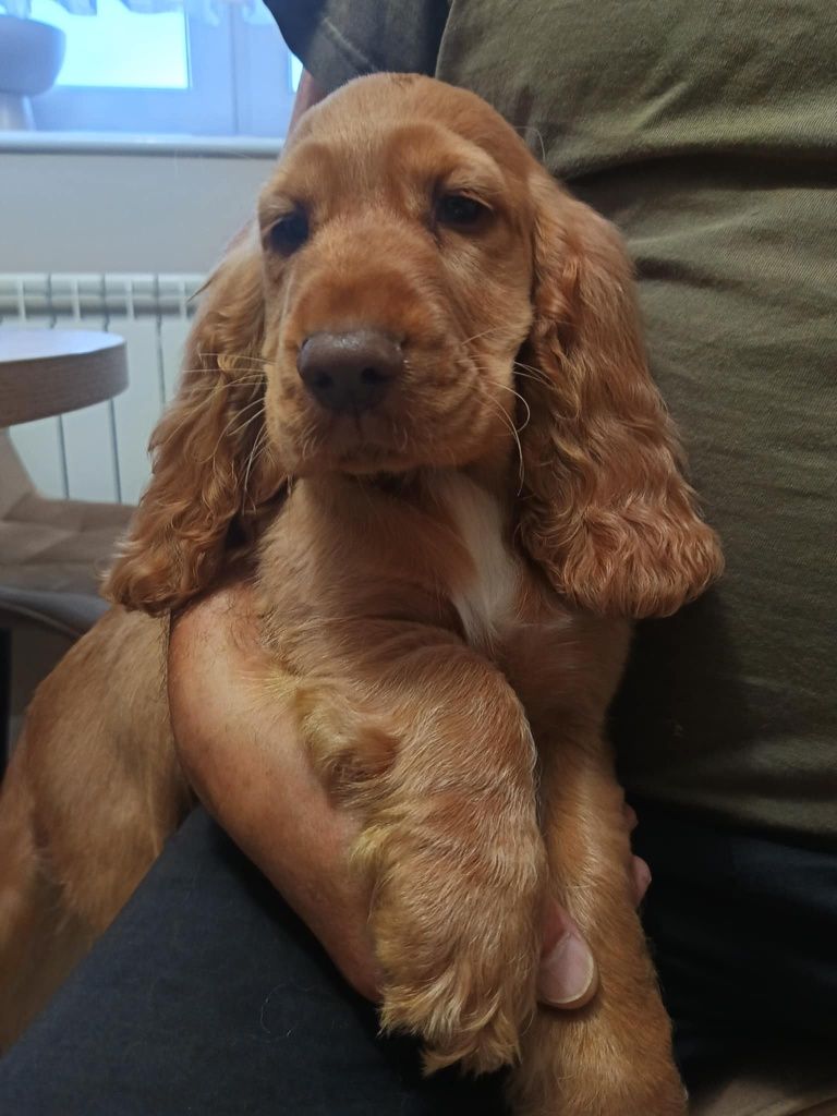 Piesek Cocker spaniel angielski