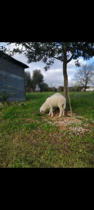 Vende-se terreno rústico Areias-Ferreira do Zêzere