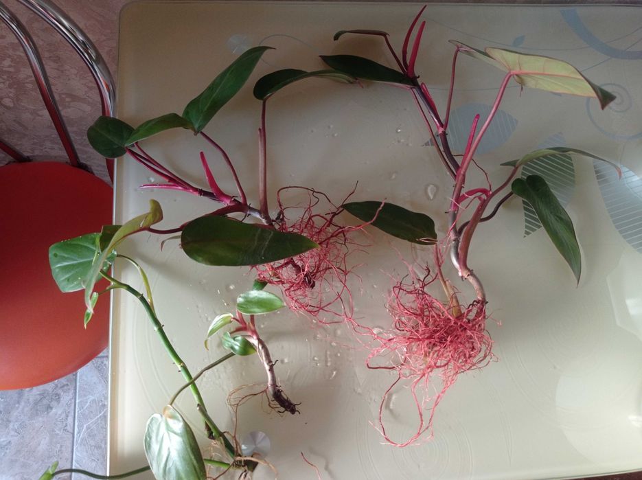 Неймовірно красиві рослини Філодендрон