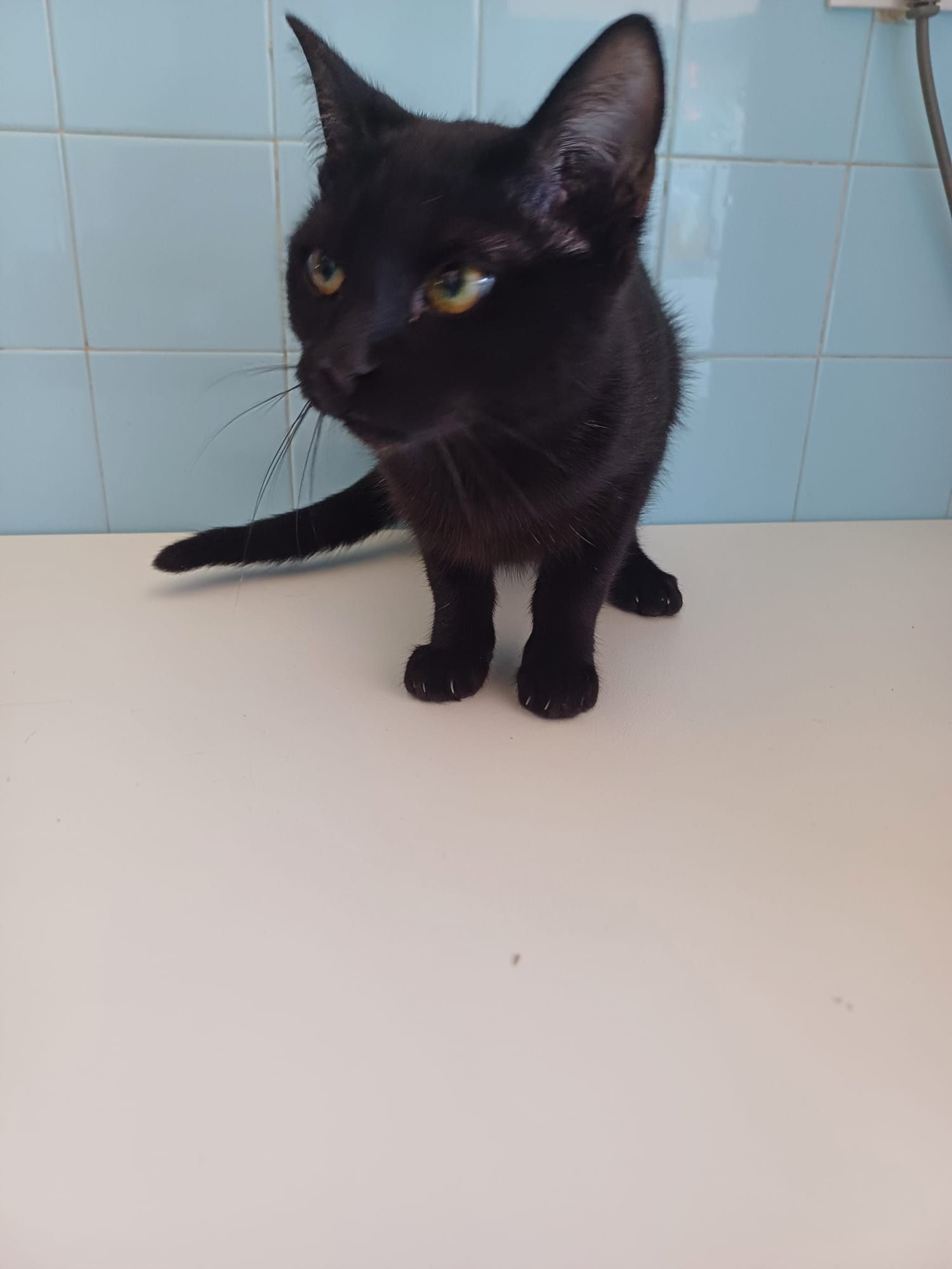 Gatos para doacao