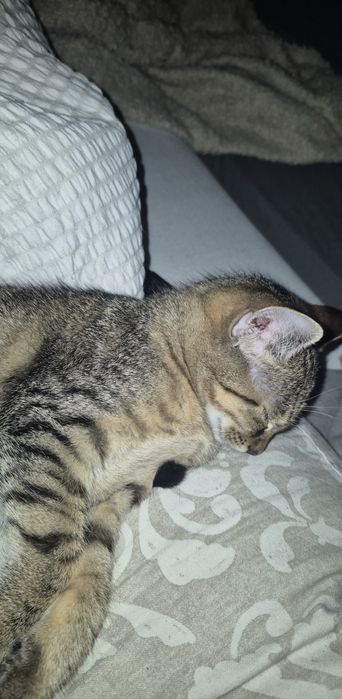 Małe kotki do przygarnięcia