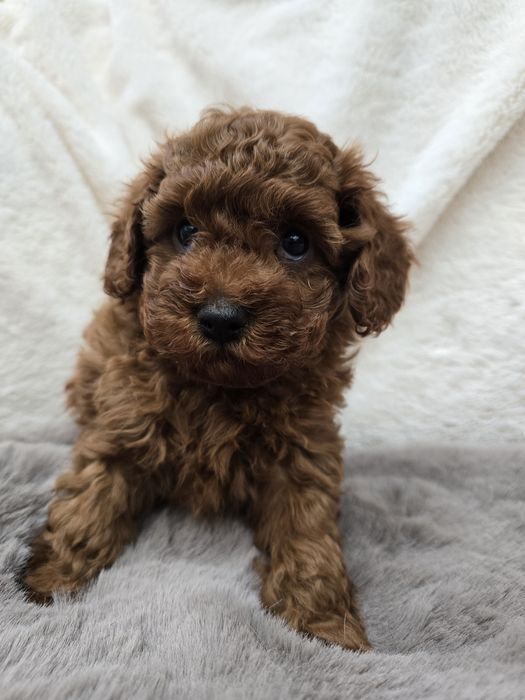 Cavapoo f1b odbiór po świętach chłopiec pudel toy badania