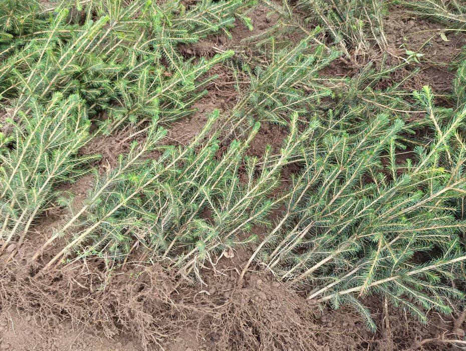 Świerk pospolity 2/1 25 cm - 55 cm