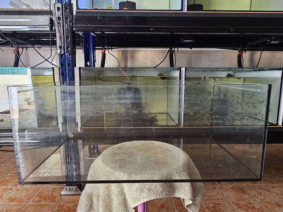 Aquario scalare com tampa 60 litros