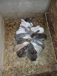 króliki młode, króliczki