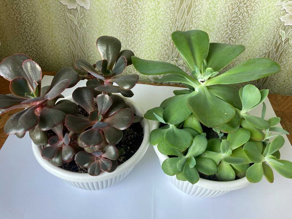 Ехеверія Донецьк Сансет,  Ехеверія Паліда. Сукуленти.