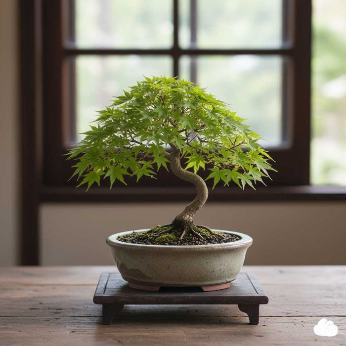 Дерево бонсай клен