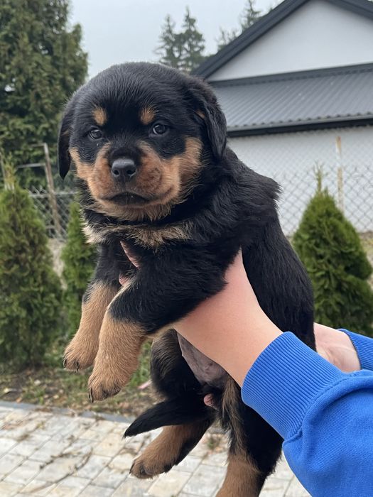 Szczeniak suczka rasy Rottweiler