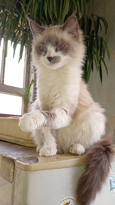 Отдам в хорошие руки