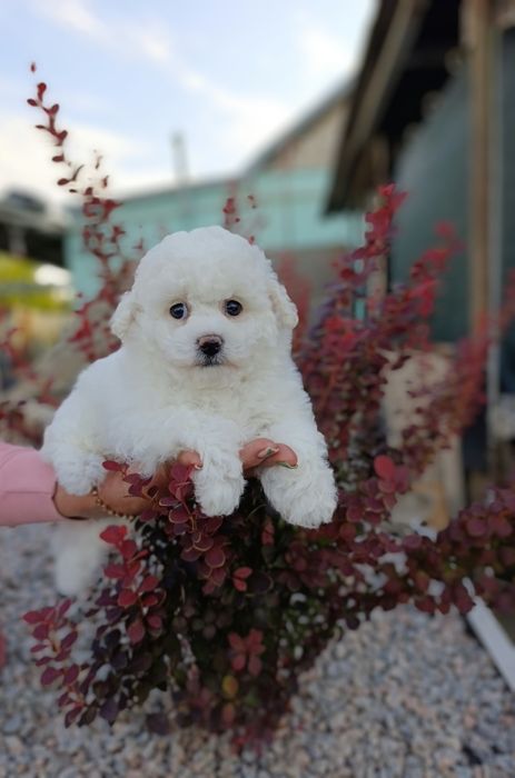 Ласковая и игривая Бишон фризе.