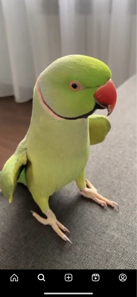Говорящий попугай ожереловый мальчик ручной
