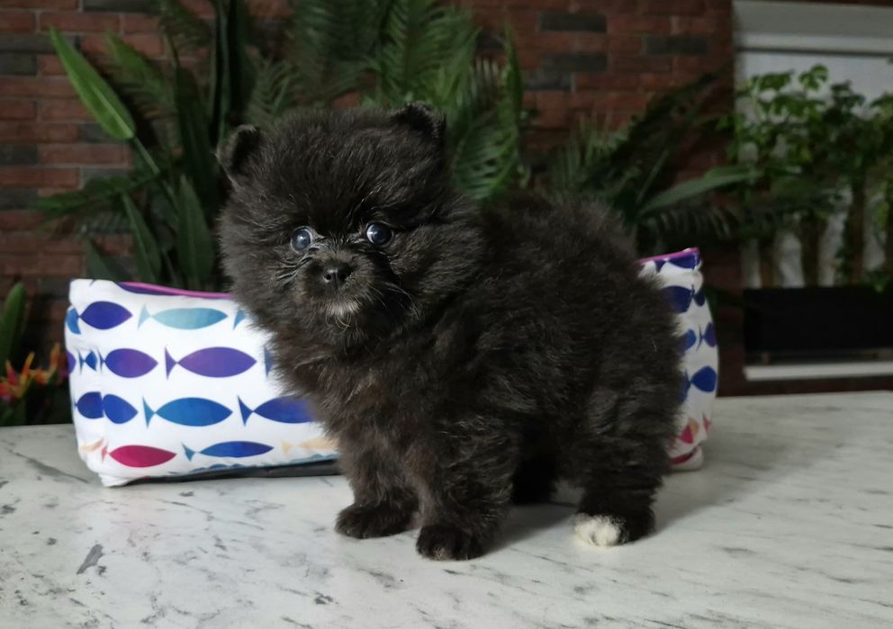 chłopiec szpic miniaturowy pomeranian