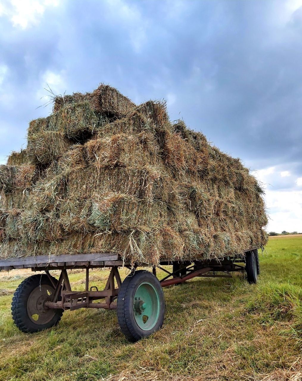 СІНО (Сено) Лугове в тюках. Біла Церква!