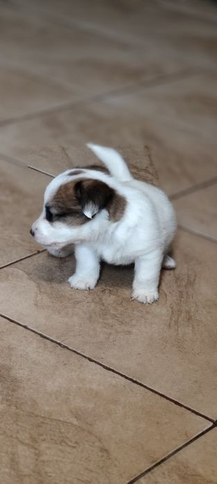 Piesek Jack Russell terrier