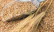 Продам зерно пшениці та ячменю