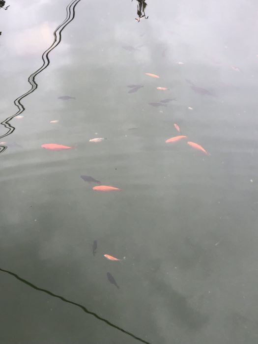 Peixes 2024 para novo habitar