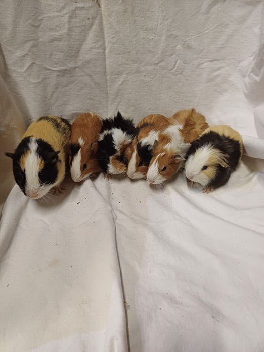 Świnki morskie sprzedam