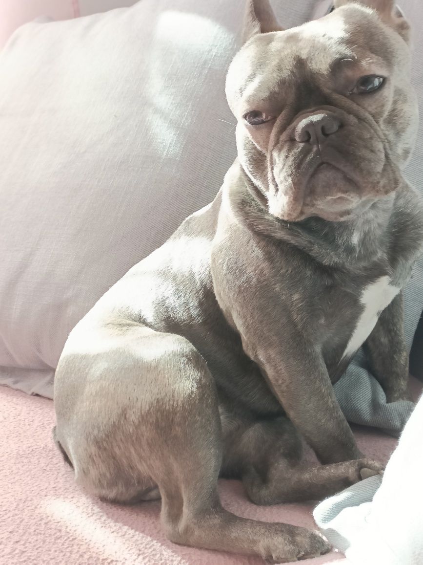 Buldog Francuski