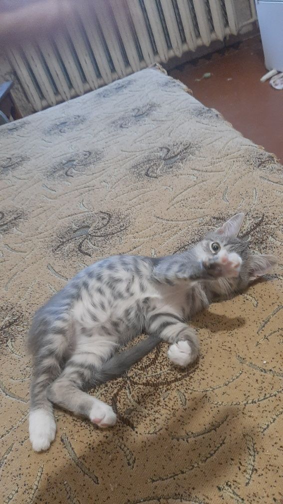 Котенок 2 месяца ищет семью