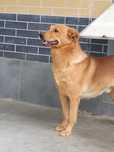 Pies Karolek do adopcji!