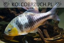 Brzanka czarnopręga - Puntius lateristriga - dowozimy, wysyłamy