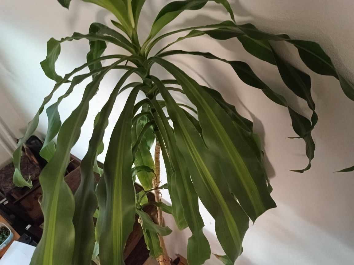 Dracena duża doniczka 2pnie 2,5m wysokości