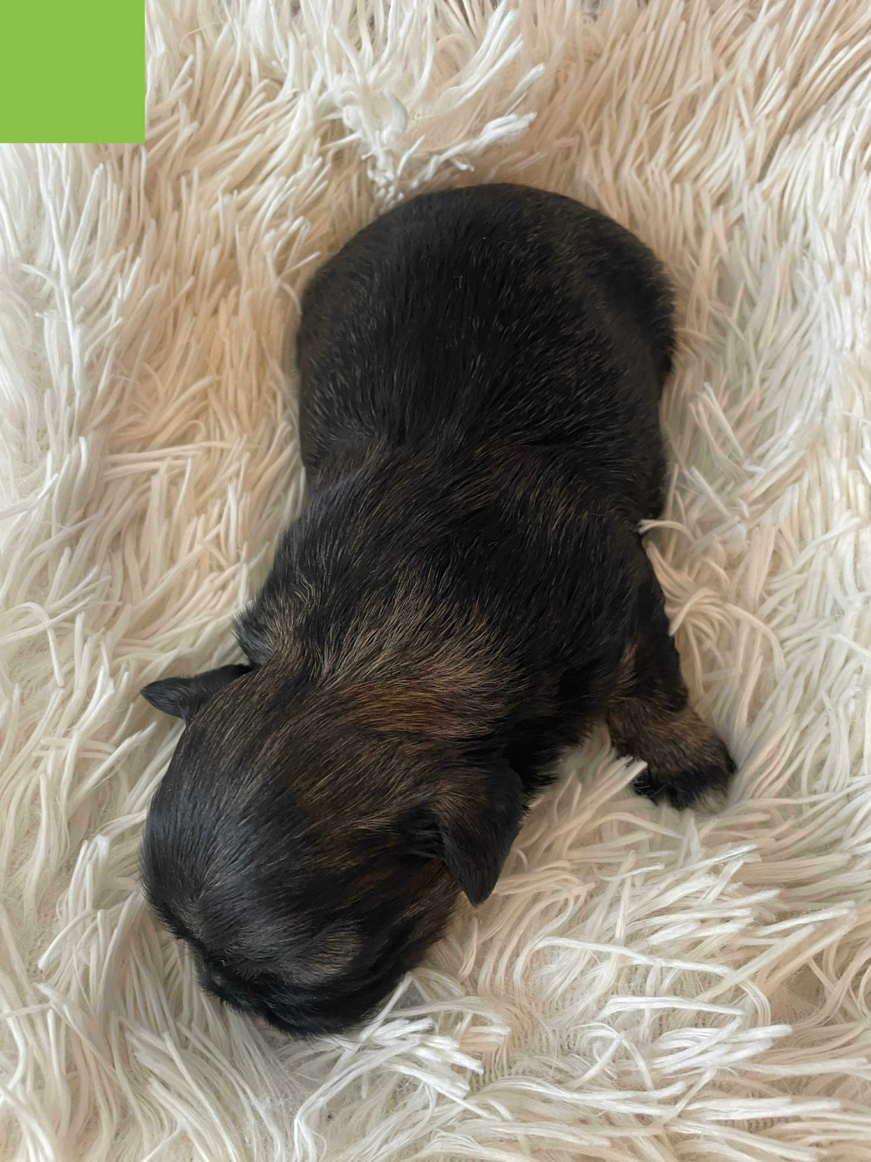 Shih tzu z rodowodem Scooby